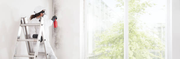 Best Emergency Mold Remediation  in Arroyo Seco, NM